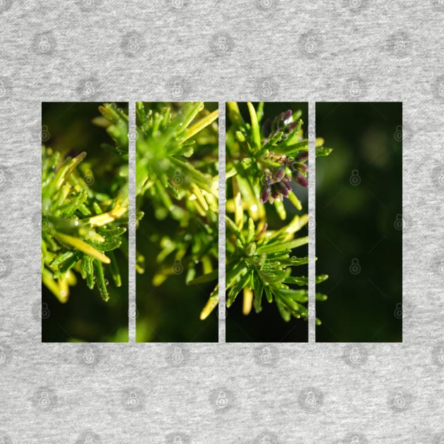 Rosemary (Salvia rosmarinus) is a shrub with fragrant, needle-like leaves and white, pink, purple, blue flowers. Macro photo. Plant close-up. Bokeh. Sunny after the rain. Wet plant and little windy. by fabbroni-art